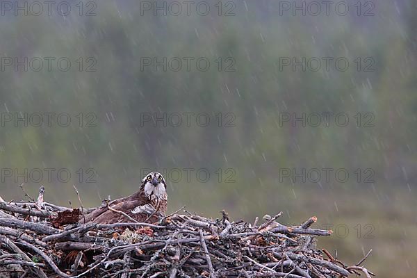 Western osprey