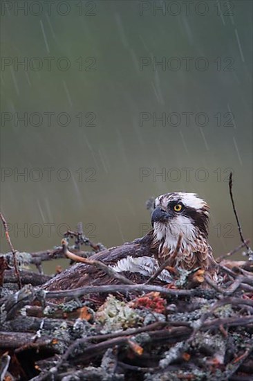 Western osprey