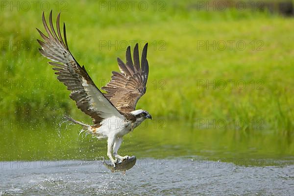 Western osprey