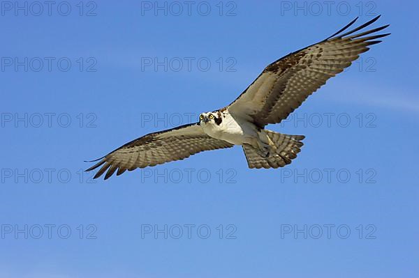 Western osprey