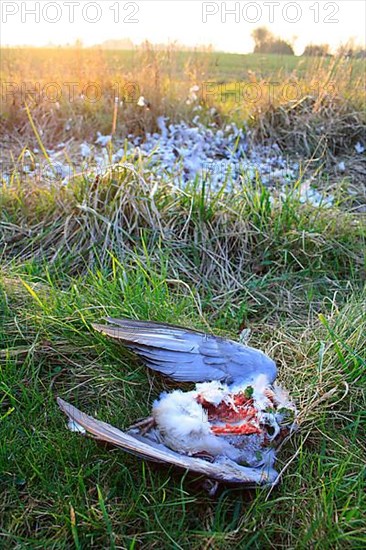 Wood pigeon