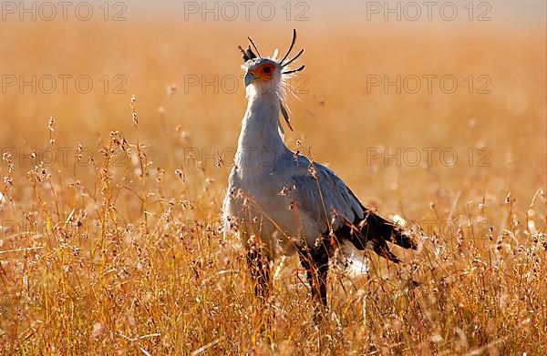 Secretary bird