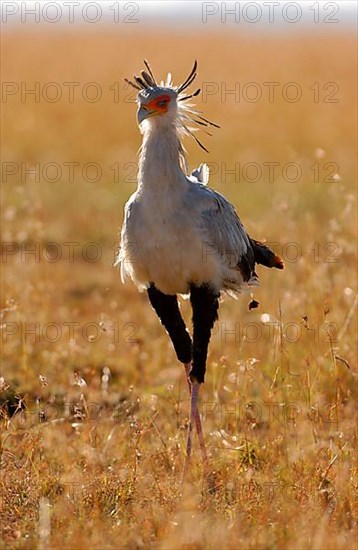 Secretary bird