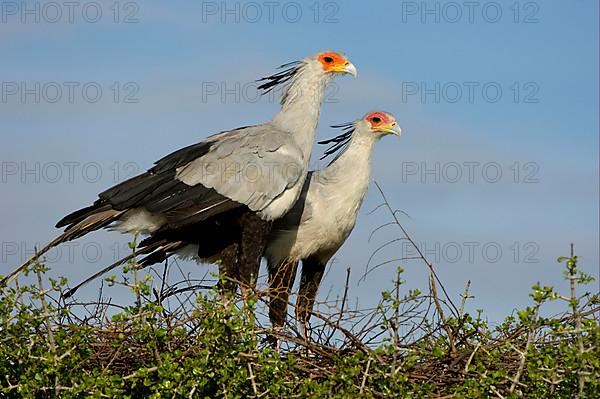 Secretary bird