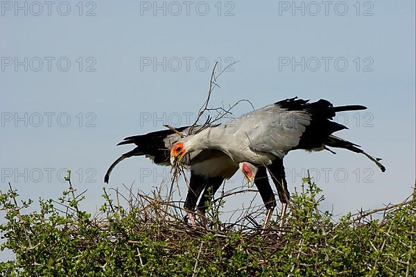 Secretary bird