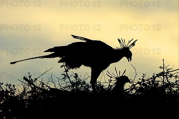 Secretary bird