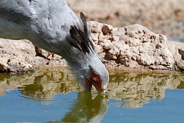 Secretary bird