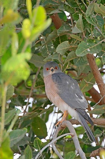 Shikra