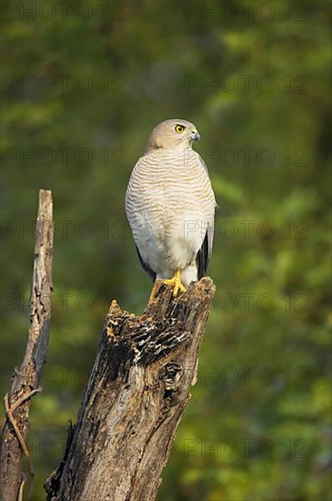 Shikra