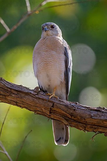 Shikra