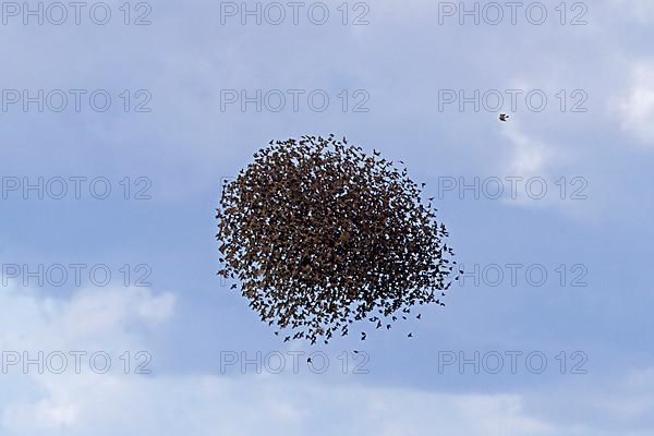 Common Starling