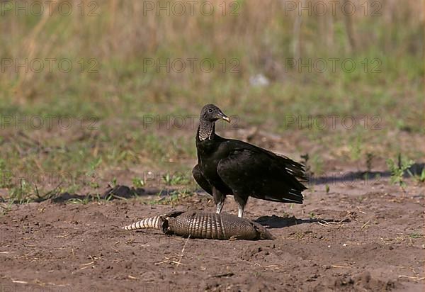 Black vulture