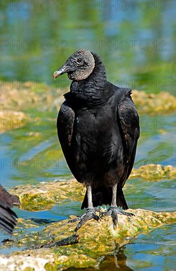 Black Vulture