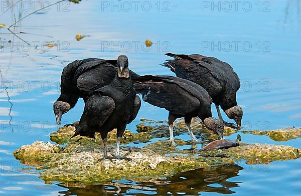 Black Vulture