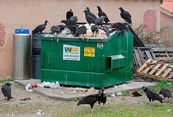 American black vulture