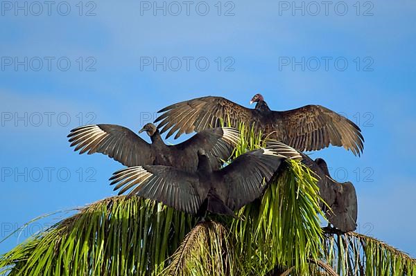 Adult specimens of American black vulture