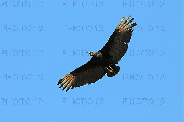 American black vulture