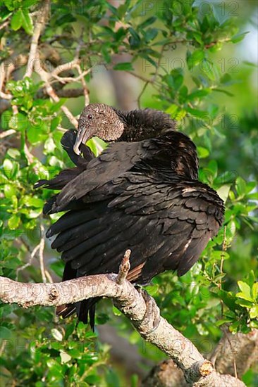 American Black Vulture