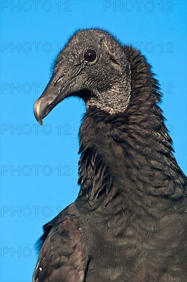 American black vulture