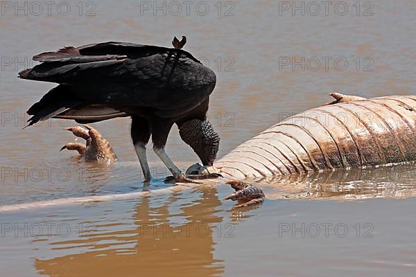 American Black Vulture