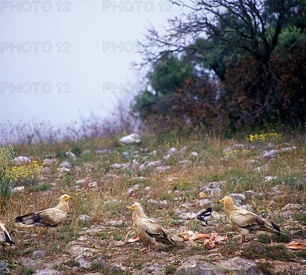 Egyptian vulture