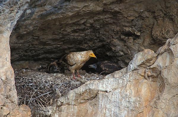 Egyptian vulture