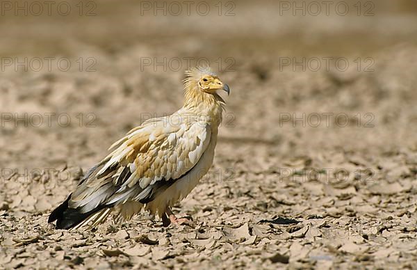 Egyptian vulture