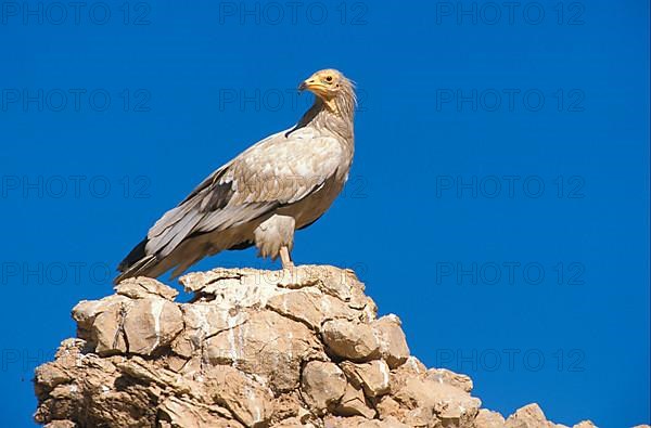 Egyptian vulture