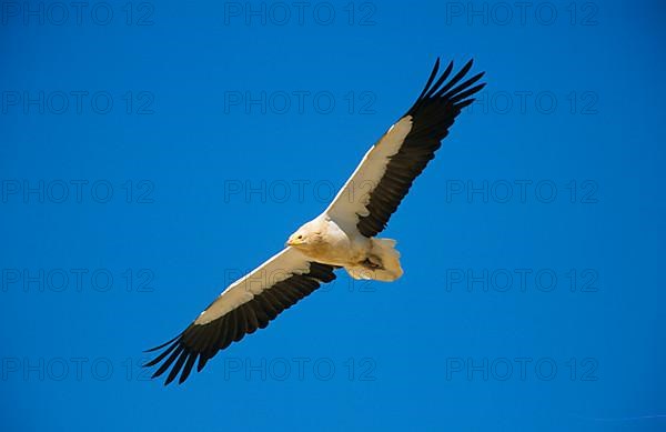 Egyptian vulture