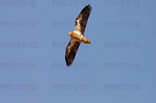 Canary Egyptian Vulture