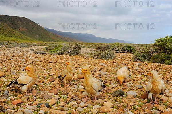 Egyptian vulture