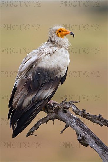 Egyptian vulture