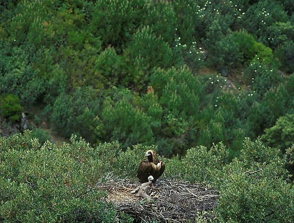 Cinereous vulture