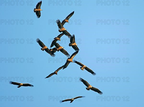 Group of griffon vulture