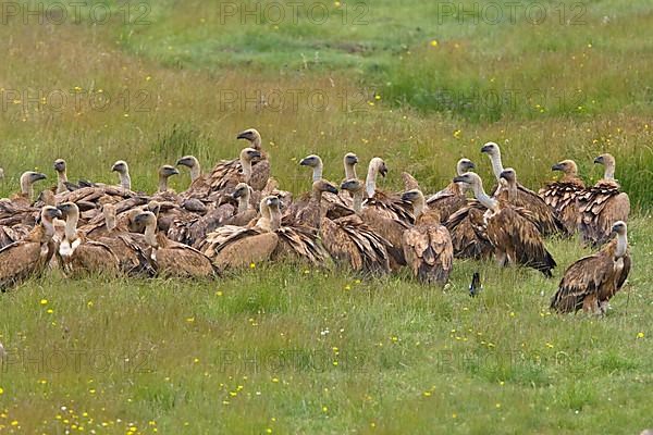 Adult griffon vulture