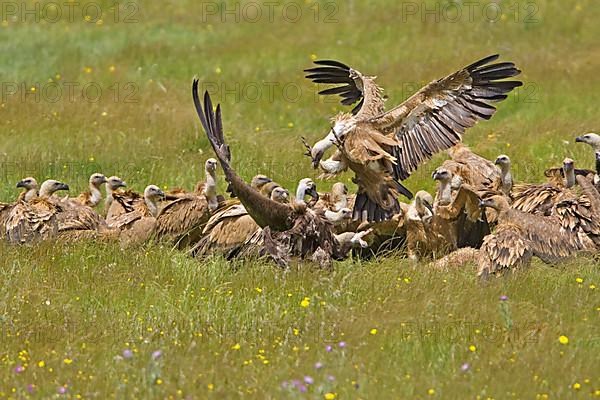 Adult griffon vulture