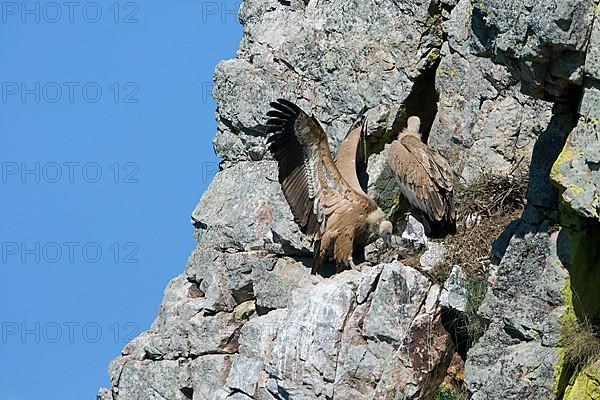 Adult pair of griffon vulture