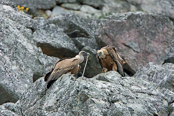 Griffon vulture