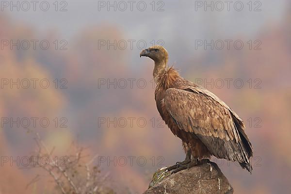 Eurasian griffon vulture