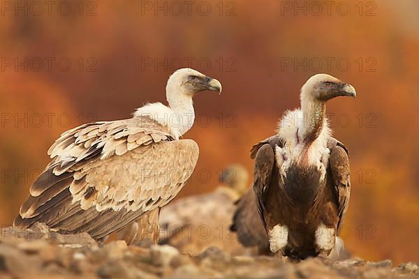 Eurasian griffon vulture