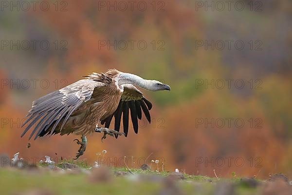 Eurasian griffon vulture