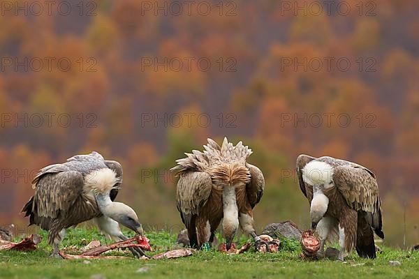 Eurasian griffon vulture
