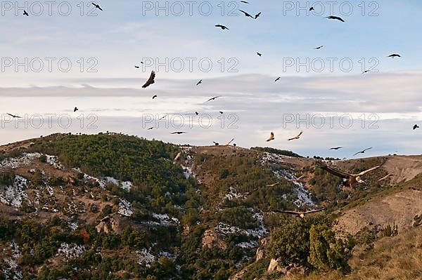 Flock of griffon vulture