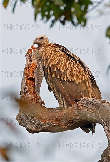 Himalayan griffon vulture