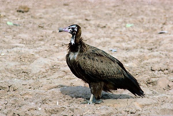 Black Vulture