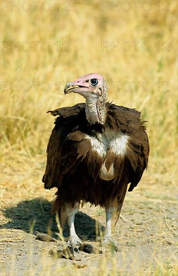 Hooded vulture