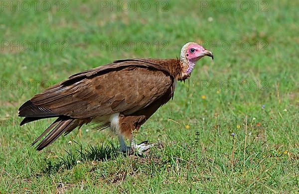 Hooded vulture