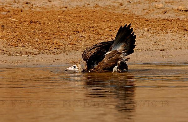 Hooded vulture