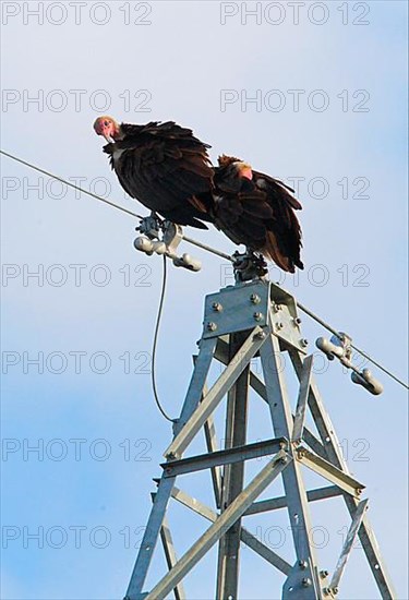 Hooded vulture