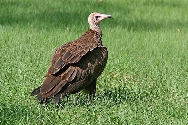 Hooded vulture